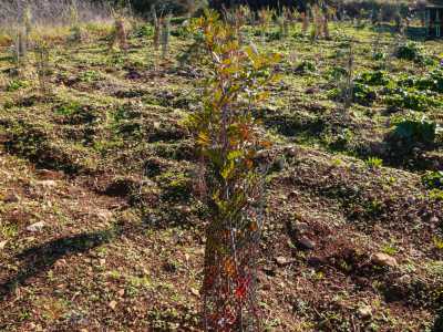 ...quello in cui alla fine dell�anno scorso sono stati piantati mille alberi nell�ambito della campagna nazionale �Mosaico verde�, volta alla riqualificazione di aree urbane ed extraurbane